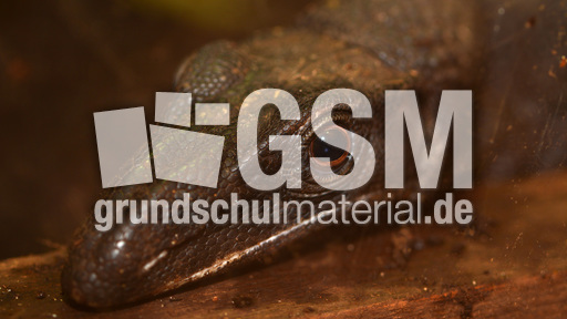 Raunackenwaran (1).jpg